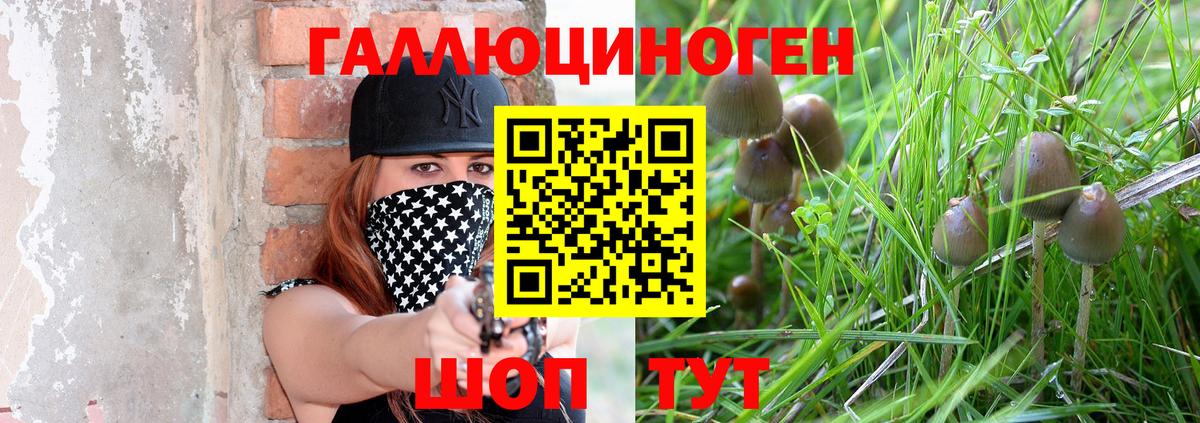 где купить наркоту  Вход с VPN  Тулун  Галлюциногенные грибы Psilocybe 